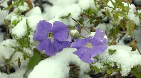 Blue flowers with snow Stock Footage 55901972