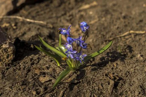Blue flowers of a snowdrop - the first spring flower. A bee collects nectar f Stock Photos