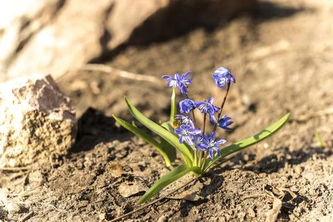 Blue flowers of a snowdrop - the first spring flower. A bee collects nectar f Stock Photos