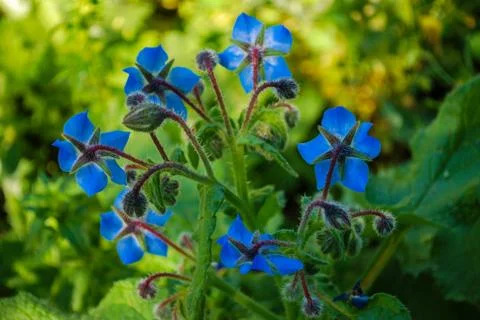 Blue flowers in Spring 스톡 사진