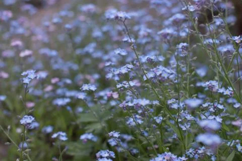 Blue flowers on spring Stock Photos