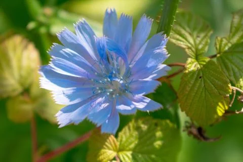 Blue flowers in spring Stock Photos