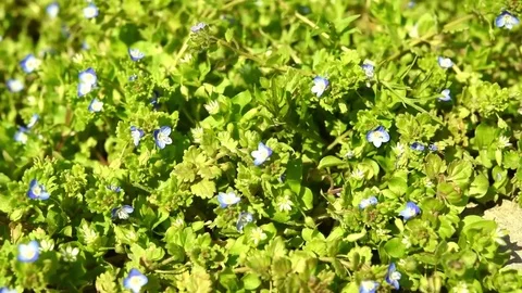 Blue flowers in the spring sunshine Stock Footage 74064765