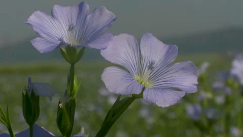 Blue flowers in summer in the field Stock Footage 247302736