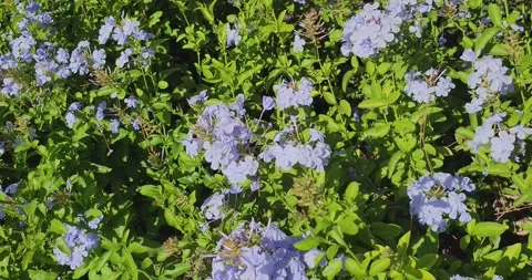 Blue Flowers in the Summer Sun 스톡 동영상 290925816