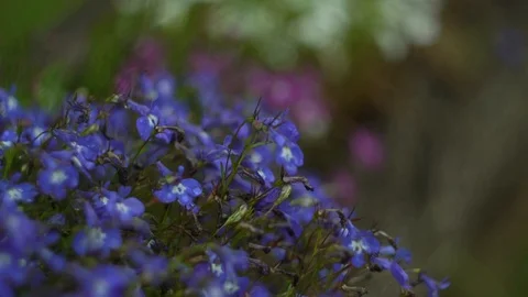 Blue flowers sway in the wind in cloudy weather Stock Footage 122233980