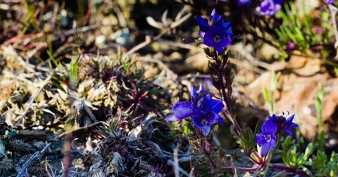 Blue flowers swaying in the wind Stock Footage 79434787
