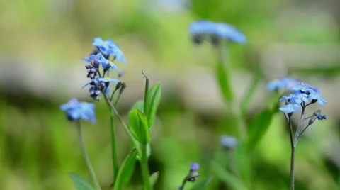 Blue flowers tracking 1 Stock Footage 37799025