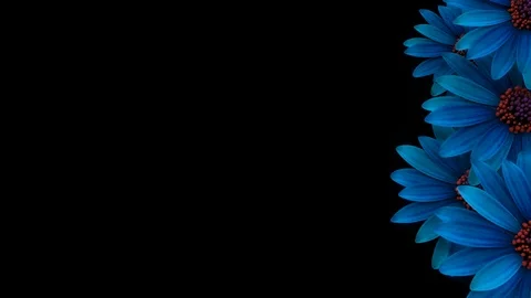 Blue Flowers Transition Stock Footage 100531755