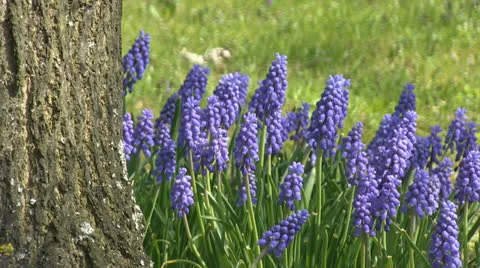 Blue flowers under the tree Stock Footage 25508554