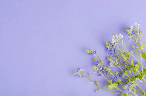 Blue flowers of veronica on lilac background. Stock Photos