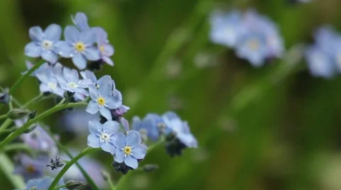 Blue flowers watered cold spring rain Stock Footage 60029826