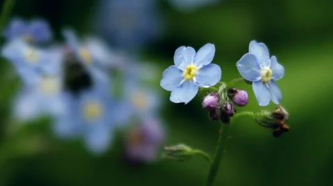 Blue flowers watered cold spring rain 스톡 동영상 60030195