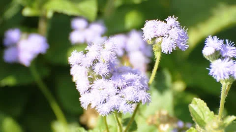 Blue flowers waving on wind Stock Footage 22750163