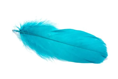 Blue fluffy feather isolated on the white Stock Photos