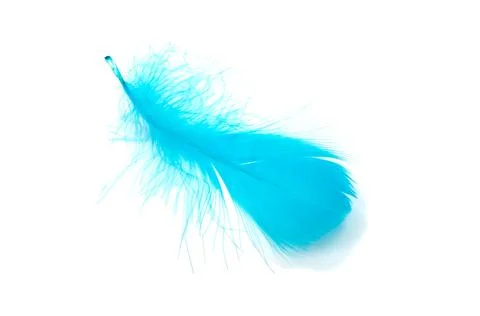 Blue fluffy feather soft isolated on the white studio background Stock Photos