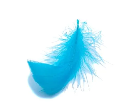 Blue fluffy feather soft isolated on the white studio background Foto stock