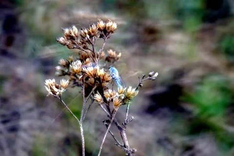 Blue fly Stock-Fotos