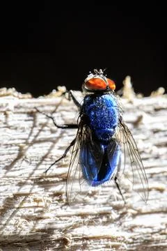A blue fly preparing to fly Stock Photos