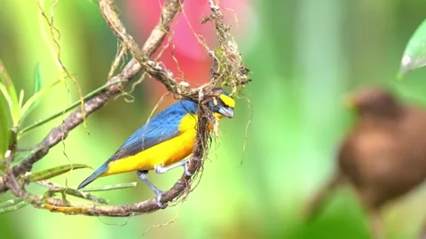 Blue flycatcher perched bird on the vine. Stock Footage 288647764