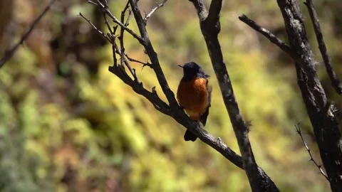 Blue-fonted Redstart (Phoenicurus frontalis) on branch Stock Footage 299316869