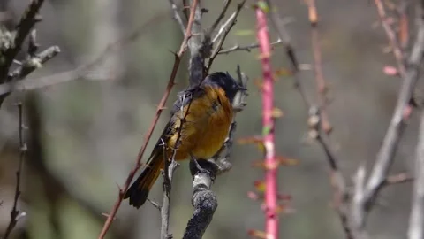 Blue-fonted Redstart (Phoenicurus frontalis) on thorny branch Stock Footage 299316940