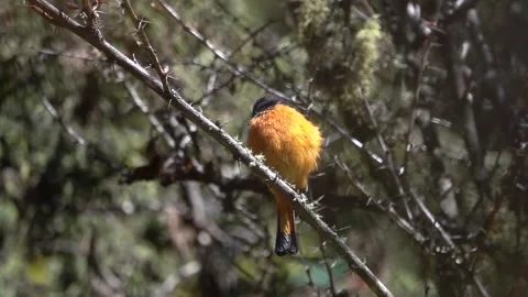 Blue-fonted Redstart (Phoenicurus frontalis) bird grooming Stock Footage 299317079