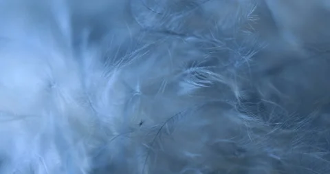 Blue. Stock Footage 277278844