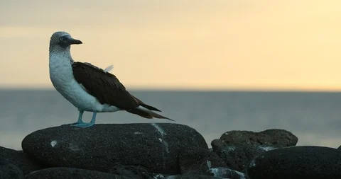 Blue footed Boobie Stock Footage 98709258