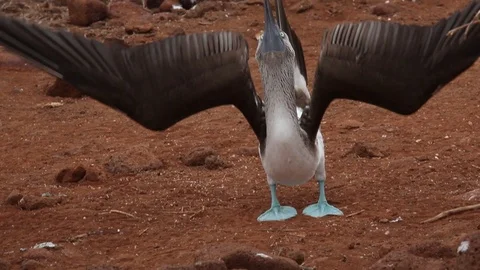 Blue footed boobie Stock Footage 111229933