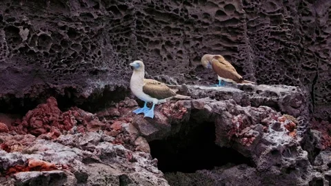 Blue footed boobies around Pinnacle Rock in the Galapagos Stock Footage 312401034