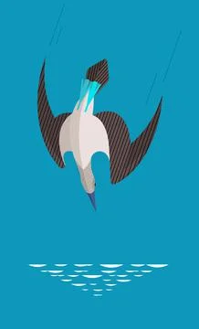 Blue-footed boobies attack Stock Illustration