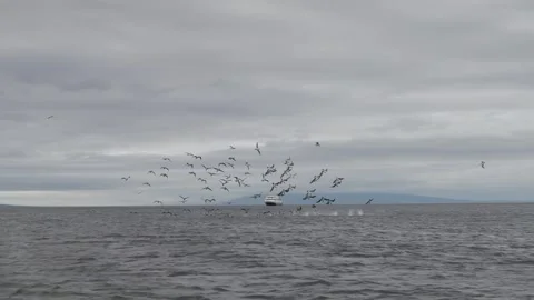 Blue Footed Boobies circulate and dive for fish, framing a cruise ship in The Stock Footage 341701289