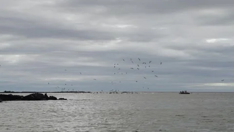 Blue Footed Boobies diving across the moody skies and tourists of The Galápagos Vídeos de archivo 341700363