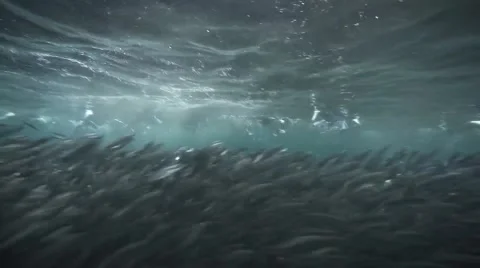 Blue-footed boobies diving for fish, Galapagos 動画素材 55573342