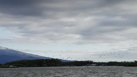 Blue Footed Boobies diving for fish amidst a looming volcano in The Galapagos Stock Footage 341700667