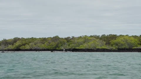 Blue Footed Boobies diving for fish in The Galapagos (4K). Stock Footage 341701356