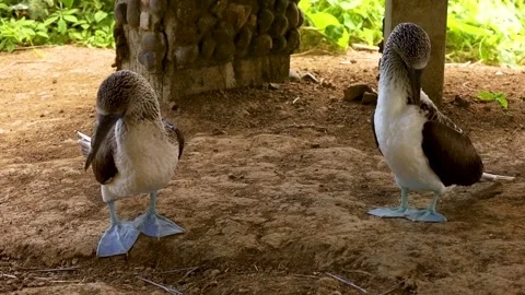 Blue Footed Boobies Video stock 243759685