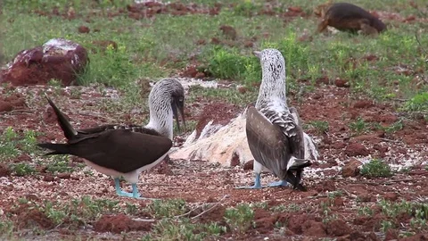 Blue-footed Boobies mating on North Seymour Island, Galapagos, Ecuador Video stock 70069664