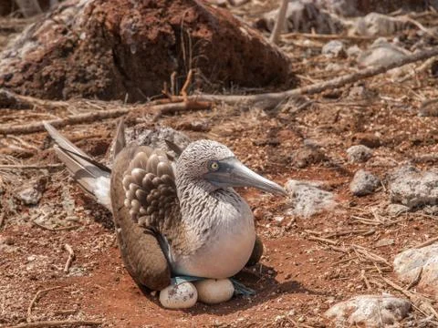 Blue Footed Booby and Eggs Stock Photos