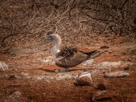 Blue Footed Booby and Eggs Stock Photos