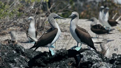 Blue footed Booby bird on Galapagos Islands 4 Stock Footage 28134905