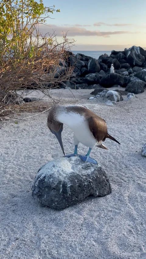 Blue footed booby bird in Galapagos Stock Footage 290170837