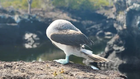 Blue Footed Booby Bird, Los Tuneles, Isabela Island, Galapagos Stock Footage 107864778