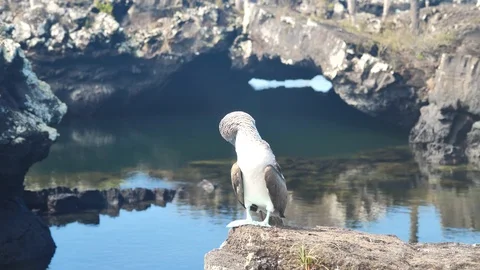 Blue Footed Booby Bird, Los Tuneles, Isabela Island, Galapagos Stock Footage 107865351