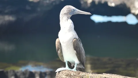 Blue Footed Booby Bird, Los Tuneles, Isabela Island, Galapagos Stock Footage 107867860