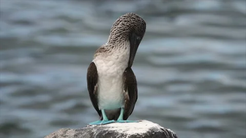 Blue footed booby bird preening on rock Stock Footage 172948259