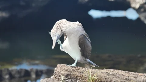 Blue Footed Booby Bird on A Rock, Los Tuneles, Isabela Island, Galapagos Stock Footage 107868688