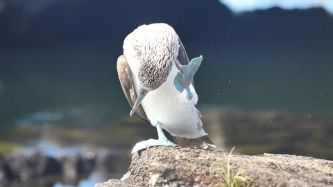 Blue Footed Booby Bird Scratching His Face With Foot, Los Tuneles, Isabela Stock Footage 107866647