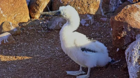 Blue Footed Booby Chick Stock Footage 85388878